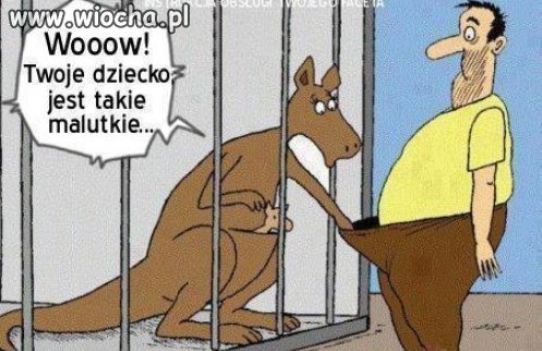 Kangurek 