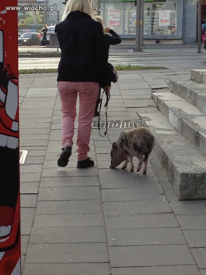 Świnka na smyczy