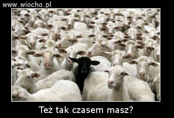 Uczucie niedopasowania do stada