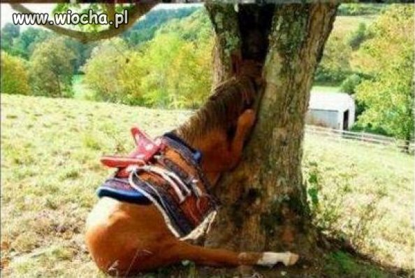 Zamiast zwierzakowi pomóc...