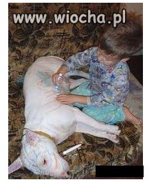 Głupi rodzice