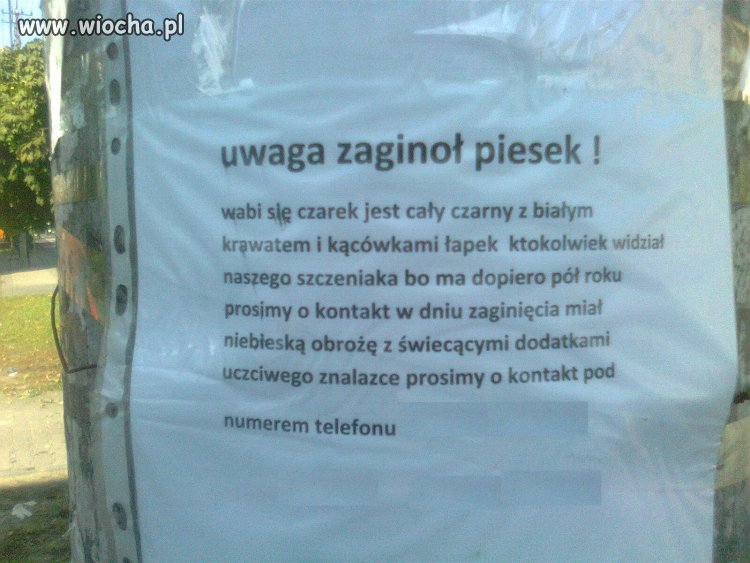 Zaginoł