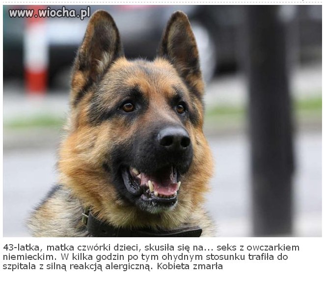 Matki, żony i owczarki