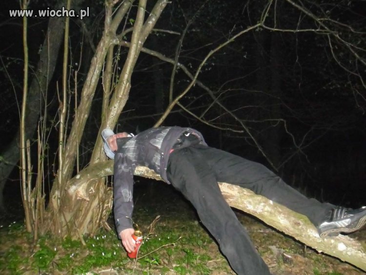Takie tam na drzewie...