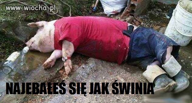 Nayebałeś się jak świnia