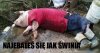 Nayebałeś się jak świnia