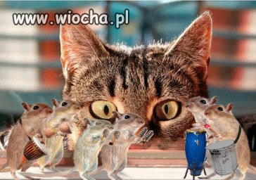 Cierpliwość
