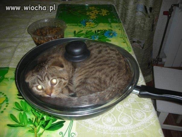 Zdjęcie podpisane "spaghetti z kota"