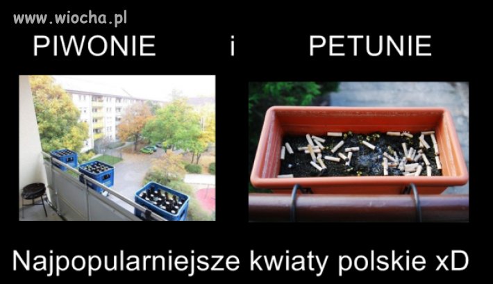Najpopularniejsze kwiaty polskie