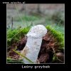 Prezent z natury