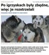 Igrzyska zakończone, psy niepotrzebne