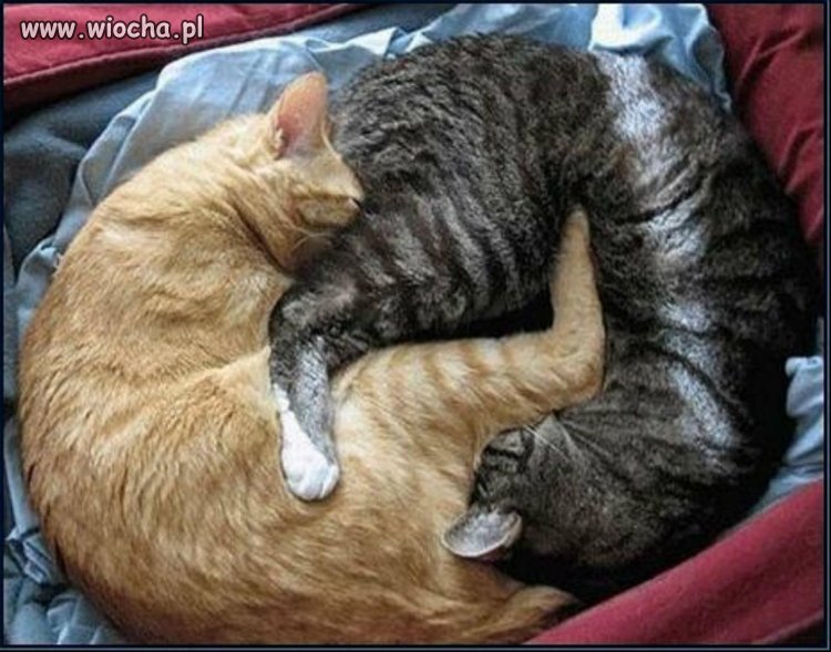 Yin  yang