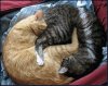 Yin  yang