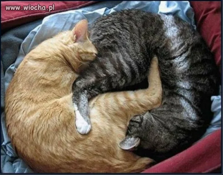 Yin  yang
