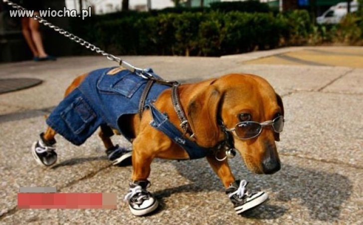 Mój pan nie jest mądry. . .