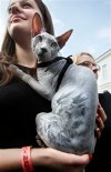 Jak trzeba być zj***nym, żeby wytatuować kota?