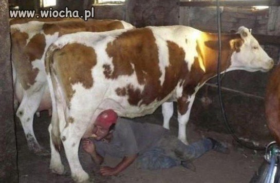 Najlepsze mleko prosto 