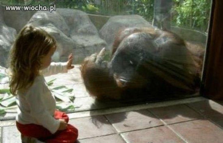 Tymczasem w zoo