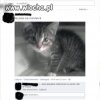 Nie ma to jak kot w mikrofalówce 