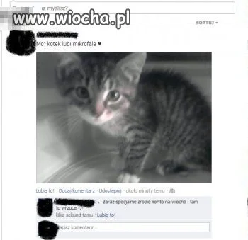 Nie ma to jak kot w mikrofalówce 
