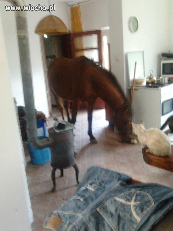 Dobra ..trzymanie konia w stodole to jeszcze ok