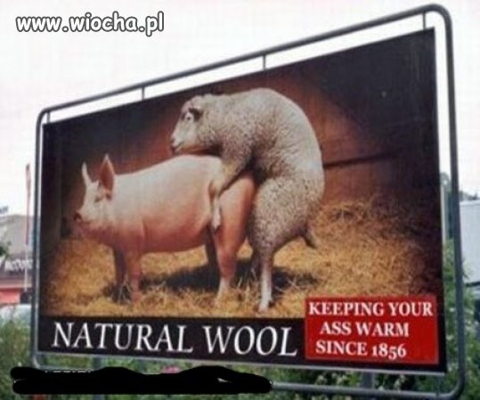 Wełna naturalna ogrzeje Ci tyłek