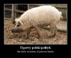 Może to i nie wiocha, ale co prawda to prawda