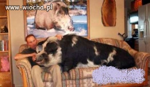 Z serii