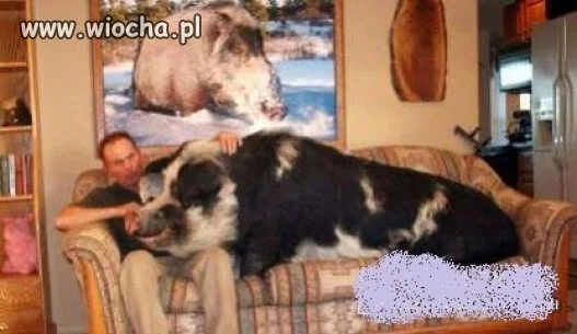 Z serii
