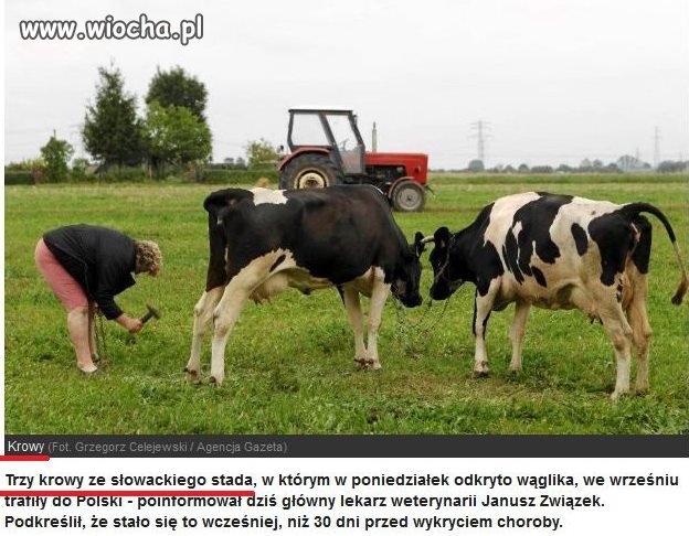 Trzy krówki 