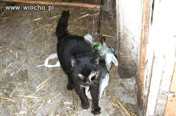 Kot na łańcuchu