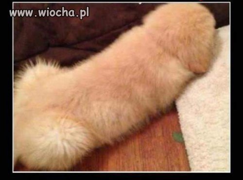 Pierwsza reakcja 