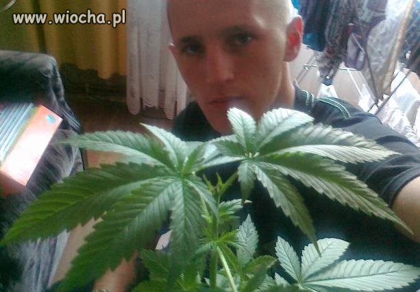 Zioło, zioło i zielono