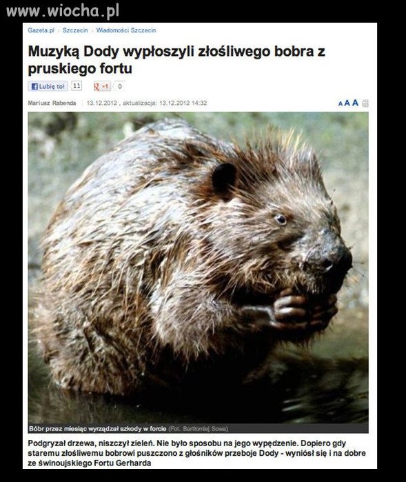 Muzyką Dody wypłoszyli złośliwego bobra...