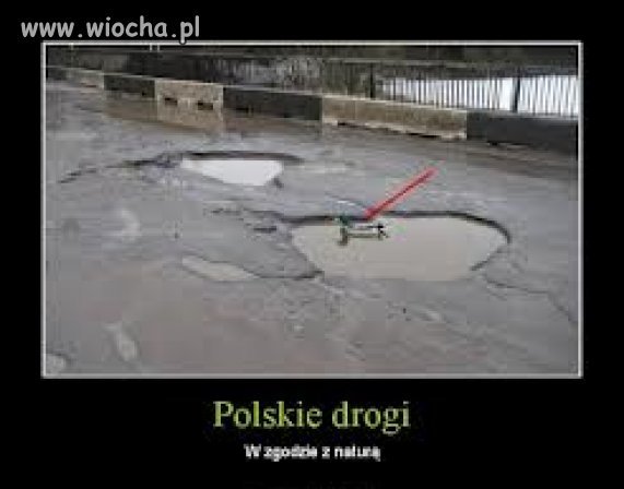 Od aut tylko zwierzęta lubią polskie drogi