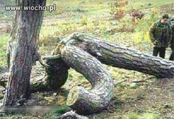 Drzewa też potrzebują