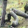Drzewa też potrzebują