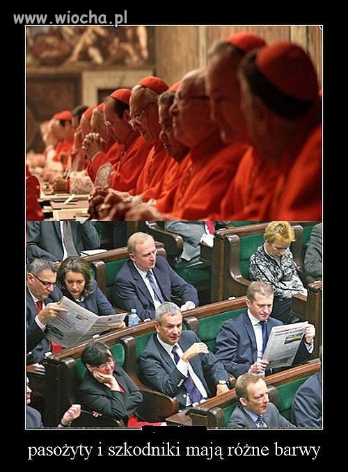 Biedny kraj, jak nie stonka to czerwonka
