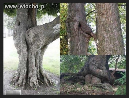 To natura?