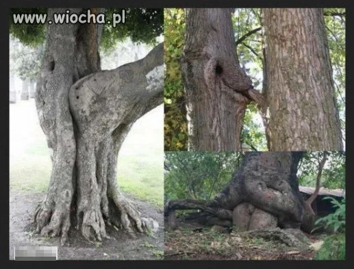 To natura?