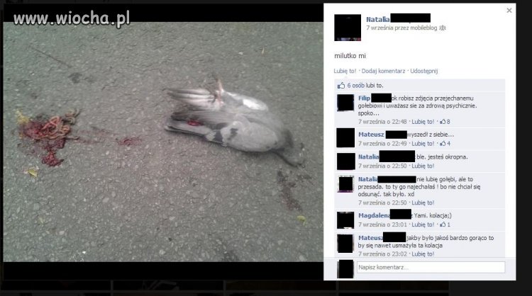 Zdjęcie rozjechanego gołębia na facebooku