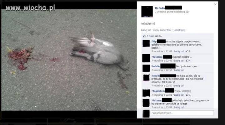 Zdjęcie rozjechanego gołębia na facebooku