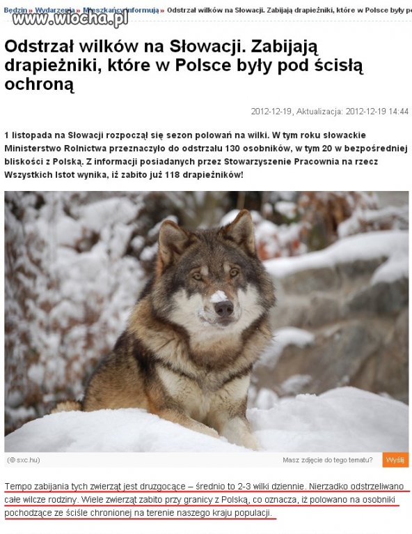 Słowaccy myśliwi zabijają polskie wilki ,