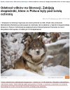 Słowaccy myśliwi zabijają polskie wilki ,