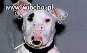 Przez głupotę ludzką...