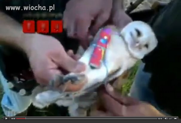 Debile. Przymocowali do sowy ładunek wybuchowy.