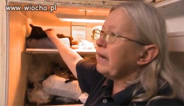 Zbieraczka martwych kotów