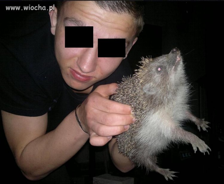 Zezwierzęcony typek znęca się nad jeżem