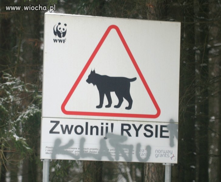 Rysiek grasuje teraz pod Białymstokiem