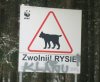 Rysiek grasuje teraz pod Białymstokiem